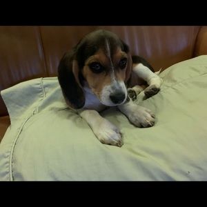 Meet your Posher, Paul